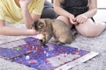 Children play with a british little playful kitten at home on the carpet. A kitten scatters the chips of a board game Royalty Free Stock Photo