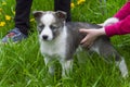 Children play with a puppy dog on a green lawn. Royalty Free Stock Photo