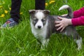 Children play with a puppy dog on a green lawn. Royalty Free Stock Photo