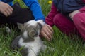 Children play with a puppy dog on a green lawn. Royalty Free Stock Photo