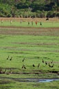 Children play soccer on a green field in Ankarafantsika, Madagascar with birds in the foreground Royalty Free Stock Photo