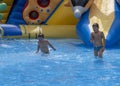 Children play and swim in pool. Two children are having fun in pool. Friends splashing in pool having fun leisure time. Summer Royalty Free Stock Photo