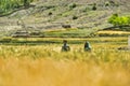 Children play in the wheat fields in the village of Shimshal 3100m. Placed on a narrow strip of land