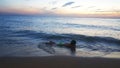 Children playing on the beach at sunset. sea, Travel and vacation concept, Summer time concept Royalty Free Stock Photo