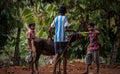 Children playing with calf in village