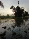 The children are playing in the rice fields in the evening Royalty Free Stock Photo