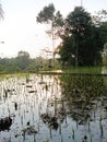 The children are playing in the rice fields in the evening Royalty Free Stock Photo