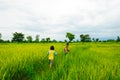 Children playing in rice plants farm