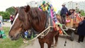 Children riding in the cart with the horse