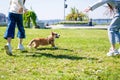 Children run with dog on a green lawn on a sunny day Royalty Free Stock Photo