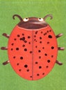 Children`s appliqu red beetle Royalty Free Stock Photo