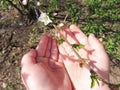 Children`s chubby hands palm hold the handle the color of a sprig of cherry
