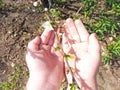 Children`s chubby hands palm hold the handle the color of a sprig of cherry