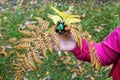 Children`s craft in the form of a hedgehog from a pine cone of autumn leaves and plasticine Royalty Free Stock Photo