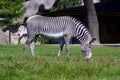 Zebra horse mammal Africa Savannah striped ungulates mane cheerful hoof