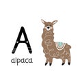 Children's font. Letter A. Cute cartoon alpaca.