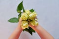 Children`s hand hold five white roses on an Ultimate Gray background.