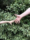 Children`s hand reaches for the adult hand