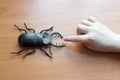 Children`s hand stretches to the toy beetle. bite or not. the ch