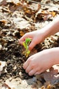 Children`s hands carefully clean the ground from last year`s leaves around a young sprout with a flower bud in a spring forest Royalty Free Stock Photo