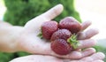 Children`s hands hold a handful of ripe red strawberries Royalty Free Stock Photo