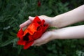 Children`s hands hold a large beautiful flower of red poppy. Poppy is in decorative garden. close-up Royalty Free Stock Photo