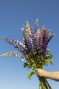 children\'s hands hold a large bouquet of wildflowers lupins against the background of a cloudless sky Royalty Free Stock Photo