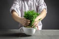 Children`s hands hold microgreens in a cup. Peas microgreens grow in a pot. Fresh juicy sprouts of peas. Little gardener. healthy Royalty Free Stock Photo