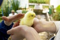 children& x27;s hands hold a small chicken in the palms of their hands, stroke it, take care of it and care for it. Royalty Free Stock Photo