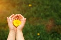 Children`s hands hold a yellow dandelion flower against a background of green grass. Royalty Free Stock Photo