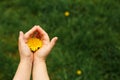 Children`s hands hold a yellow dandelion flower against a background of green grass. Royalty Free Stock Photo