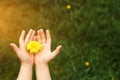 Children`s hands hold a yellow dandelion flower against a background of green grass. Royalty Free Stock Photo