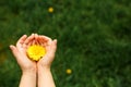 Children`s hands hold a yellow dandelion flower against a background of green grass. Royalty Free Stock Photo