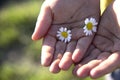 Children`s hands holding daisy flowers. Royalty Free Stock Photo