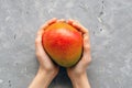 Children`s hands are holding a ripe juicy Brazilian mango fruit from the tropics on a gray background with place for text. Exotic Royalty Free Stock Photo
