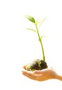 Children`s hands holding young plant Royalty Free Stock Photo