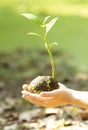 Children`s hands holding young plant on green background. Royalty Free Stock Photo