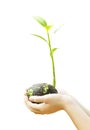 Children`s hands holding young plant isolated Royalty Free Stock Photo