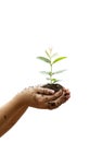 Children`s hands holding young plant Royalty Free Stock Photo