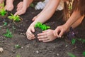 Children`s hands planting young tree on black soil together as the world`s concept of rescue. Royalty Free Stock Photo