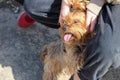 Yorkshire Terrier with his tongue sticking out from pleasure in the owner's hands f Royalty Free Stock Photo