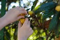 children's hands tearing exotic tropical fruits loquat, japanese medlar, Eriobotrya japonica Royalty Free Stock Photo