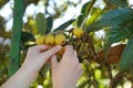children\'s hands tearing exotic tropical fruits loquat, japanese medlar, Eriobotrya japonica on evergreen tree Royalty Free Stock Photo