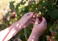 Children`s hands tearing raspberries from the bush