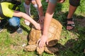 Children`s hands touch the shell of a large turtle. Acquaintance with wildlife on a sunny summer day