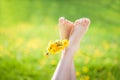 Children`s legs a bouquet of dandelions on the background of dandelion fields in the light of the sunset sun Royalty Free Stock Photo