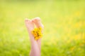 Children`s legs a bouquet of dandelions on the background of dandelion fields in the light of the sunset sun Royalty Free Stock Photo