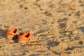 Children`s orange beach flip-flops on yellow sand. Nobody. Summer holidays on the sea. Children`s safety near the water Royalty Free Stock Photo