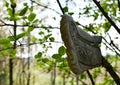 Children\'s shoes hanging on a tree in the forest. Abandoned footwear. Discarded rubber shoes. The problem of pollution and ecolog Royalty Free Stock Photo