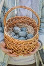 Children`s teenage hands hold a wicker brown hand-made basket with blue textured Easter eggs. The concept of the spring Royalty Free Stock Photo